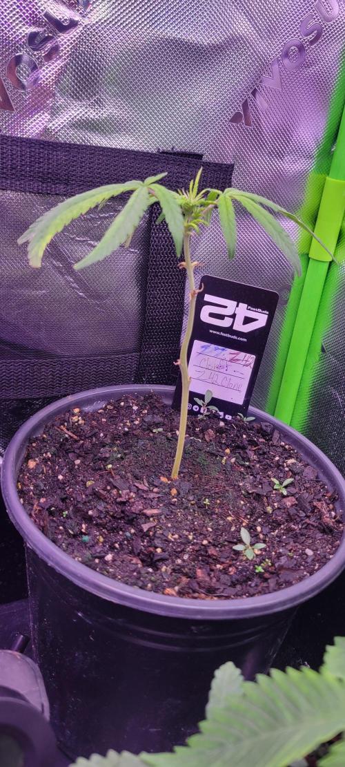 Z42#1 clone-Fastbuds. Week 2