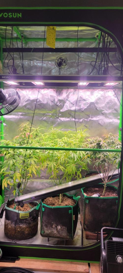 Z42 FB. Week 14