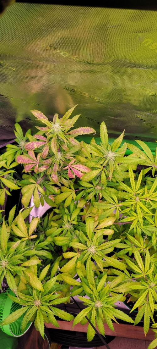 Chem Funk Clone. Week 11