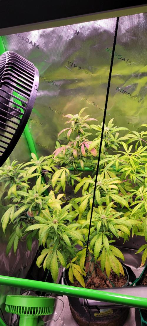 Chem Funk Clone. Week 11