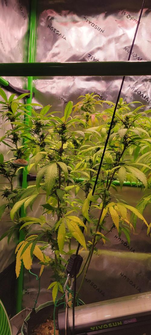 Chem Funk Clone. Week 11
