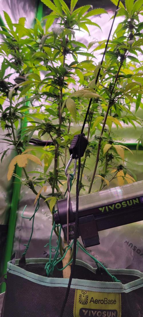 Chem Funk Clone. Week 11