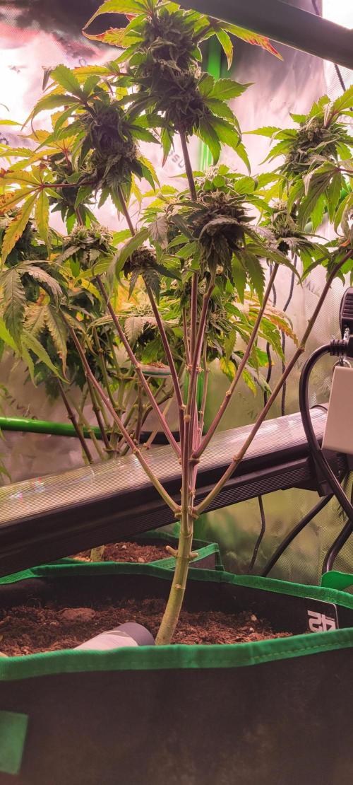 Gary Sherbet. Week 11