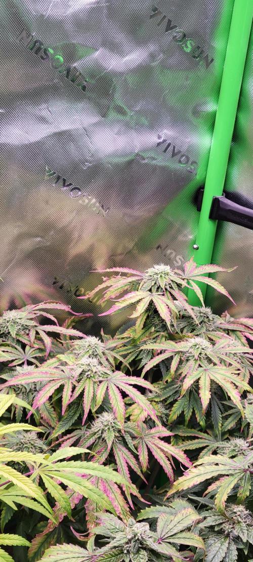 Z42 #2. Week 11