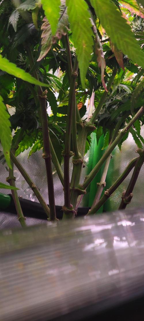 Z42 #2. Week 11