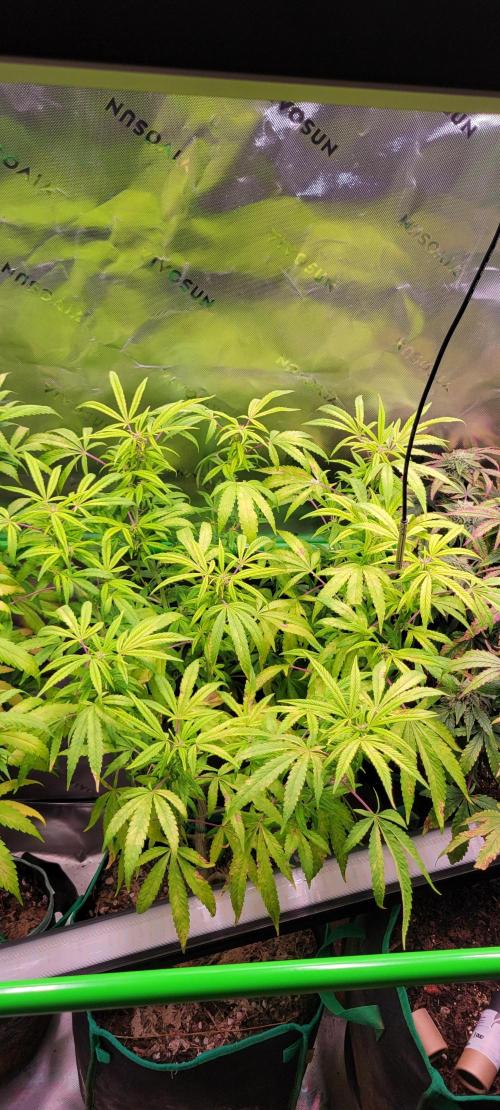 Z42. Week 15