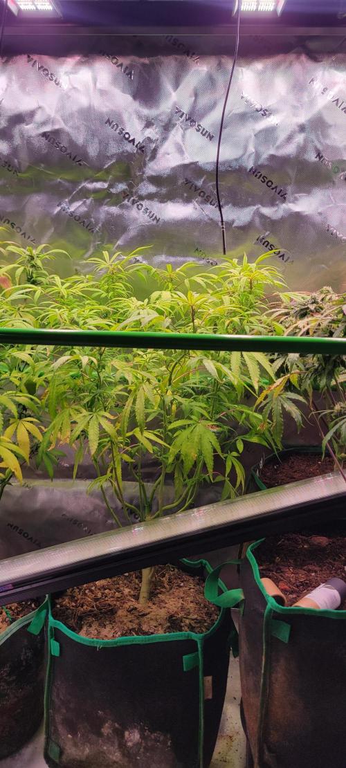 Z42 FB. Week 15
