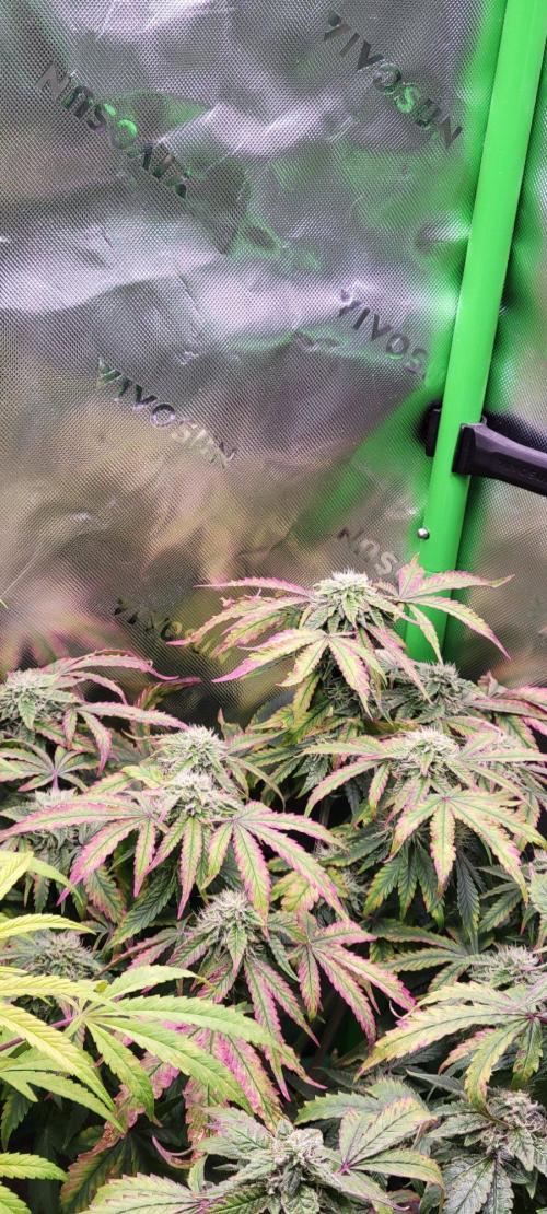 Gary Sherbet. Week 12