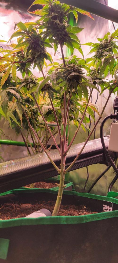 Gary Sherbet. Week 12