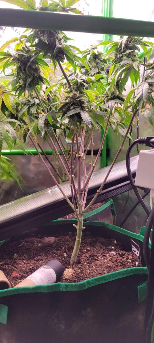 Gary Sherbet. Week 12