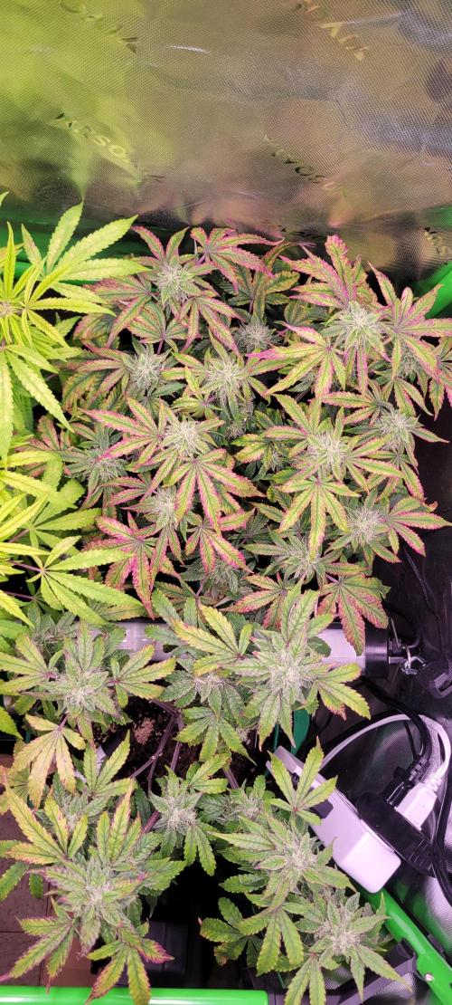 Gary Sherbet. Week 12