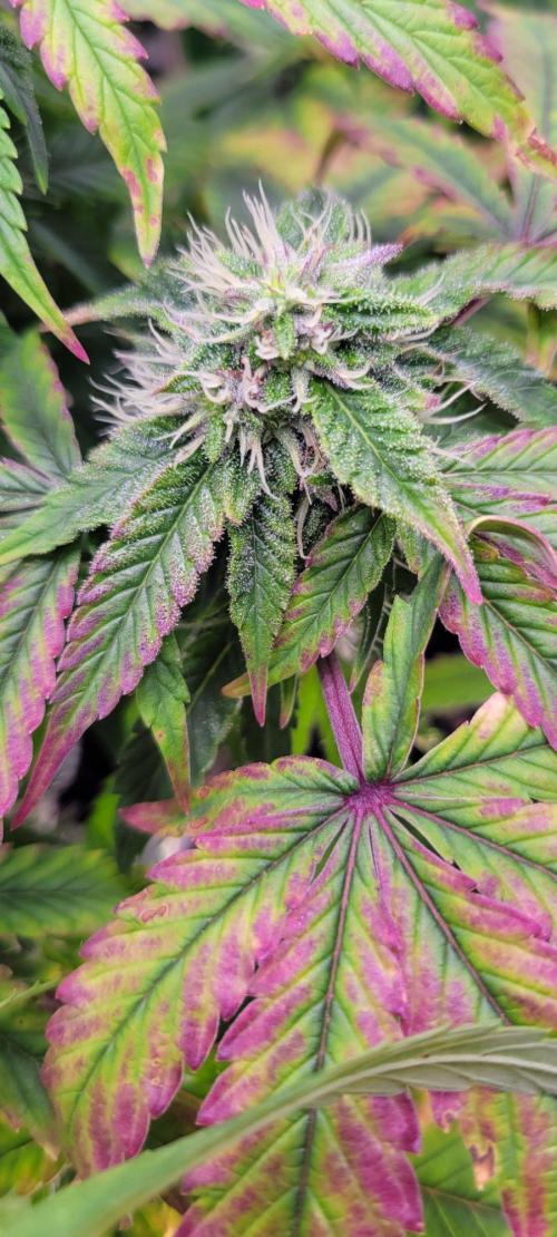 Z42 #2. Week 12