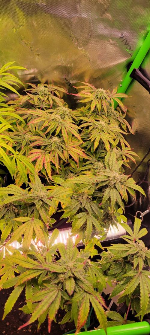 Z42 #2. Week 12