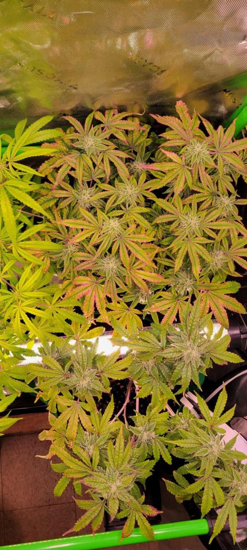 Z42 #2. Week 12