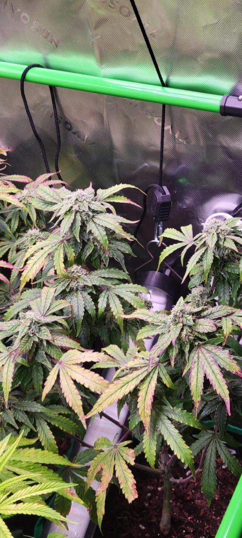 Z42 #2. Week 12