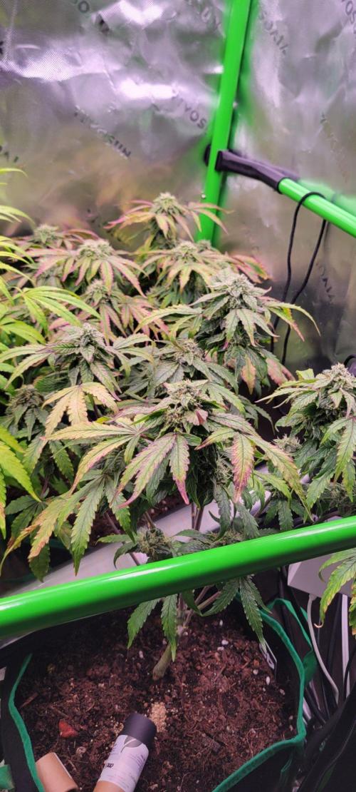 Z42 #2. Week 12