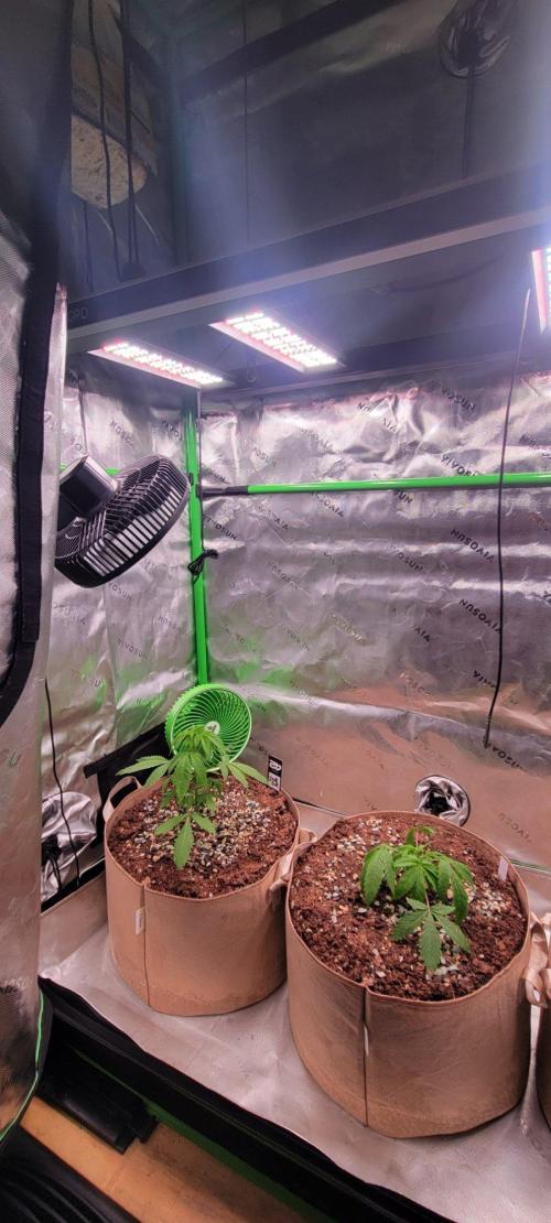 Sour G R1-Ethos. Week 4