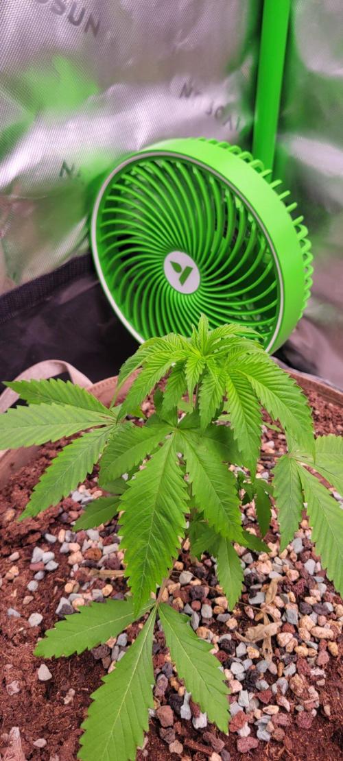 Sour G R1-Ethos. Week 4