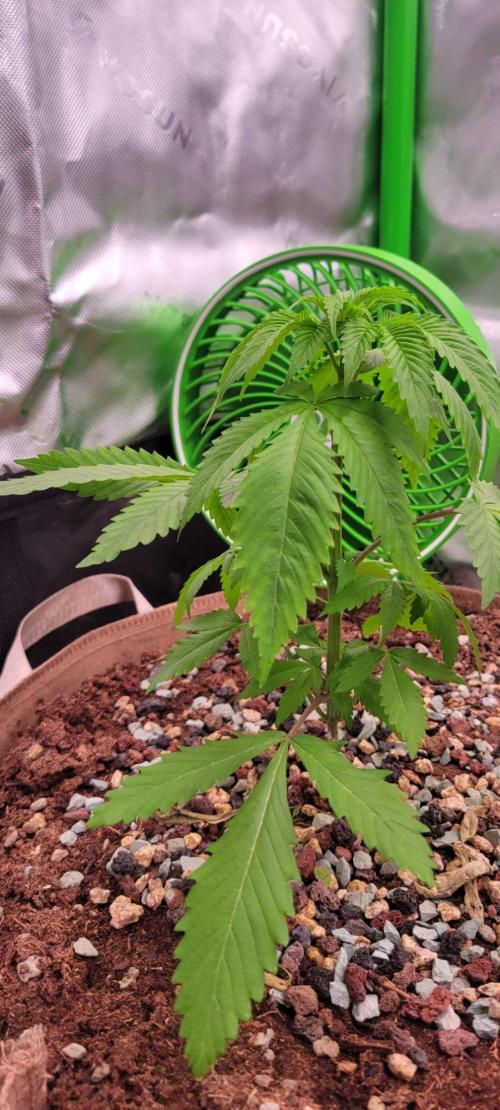 Sour G R1-Ethos. Week 4