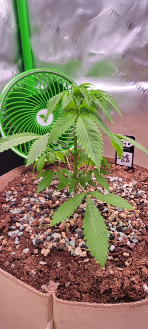 Sour G R1-Ethos. Week 4