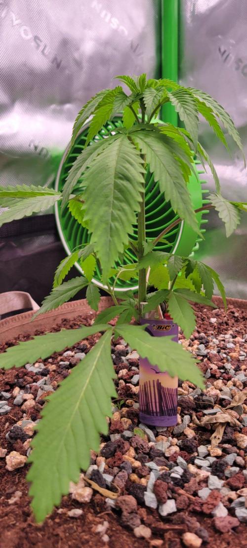 Sour G R1-Ethos. Week 4