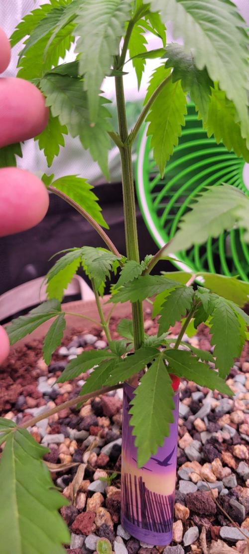 Sour G R1-Ethos. Week 4