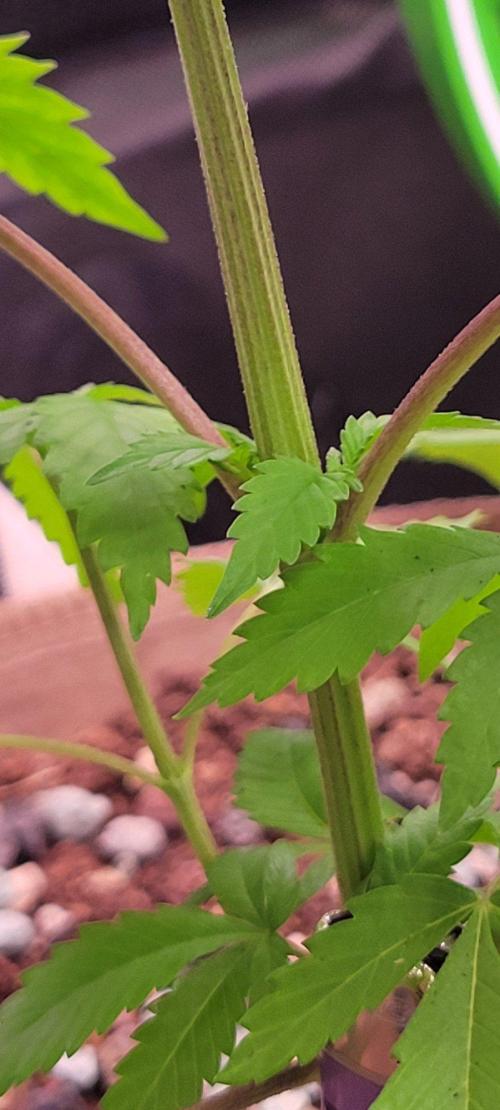 Sour G R1-Ethos. Week 4