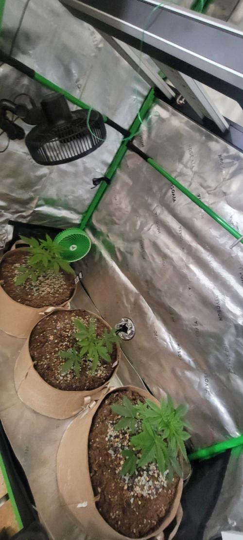 Sour G R1-Ethos. Week 4