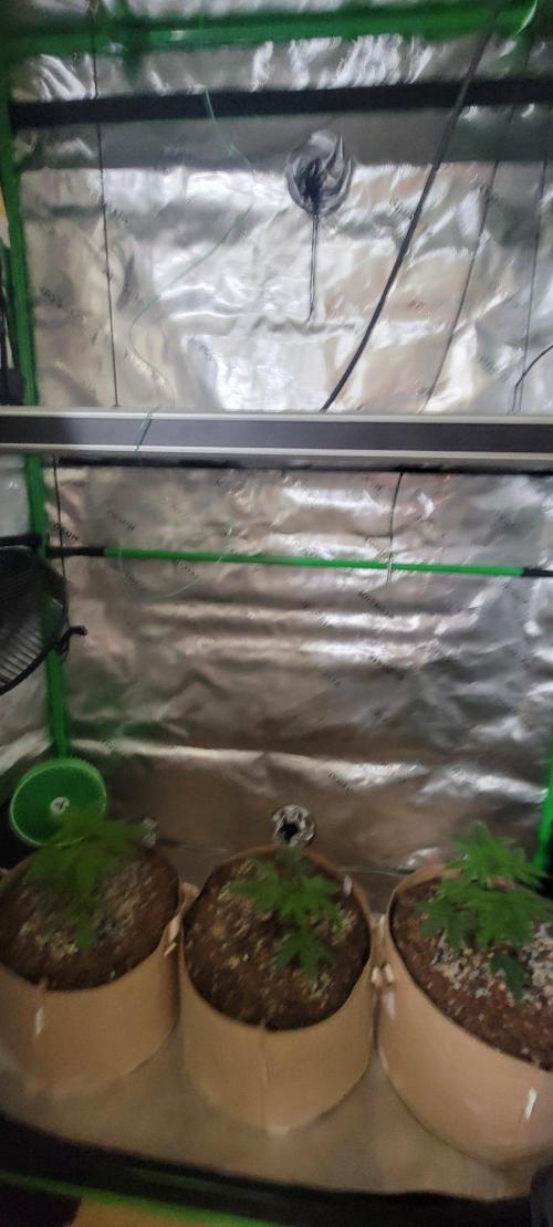 Sour G R1-Ethos. Week 4
