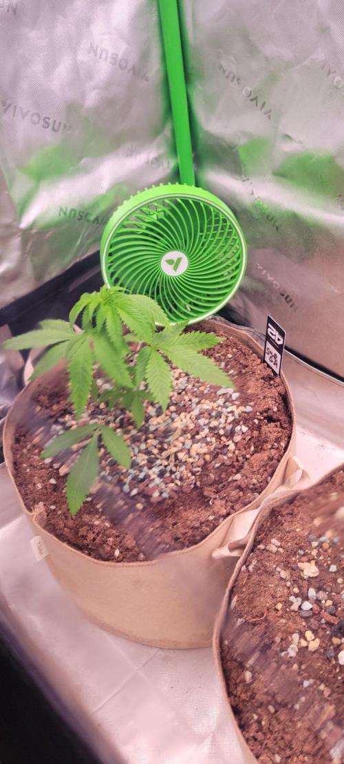 Sour G R1-Ethos. Week 4