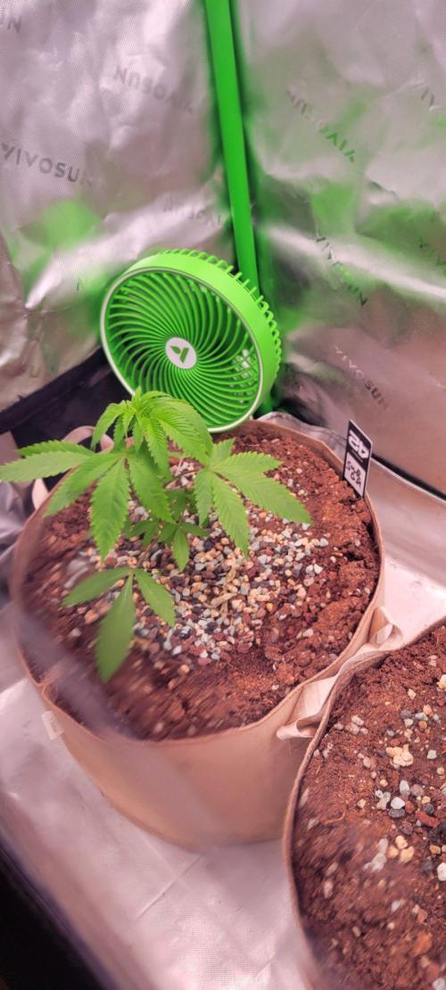 Sour G R1. Week 4