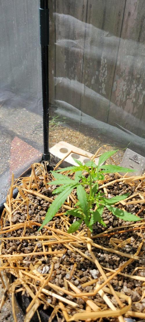 Wurlz F1-Zamnesia. Week 4