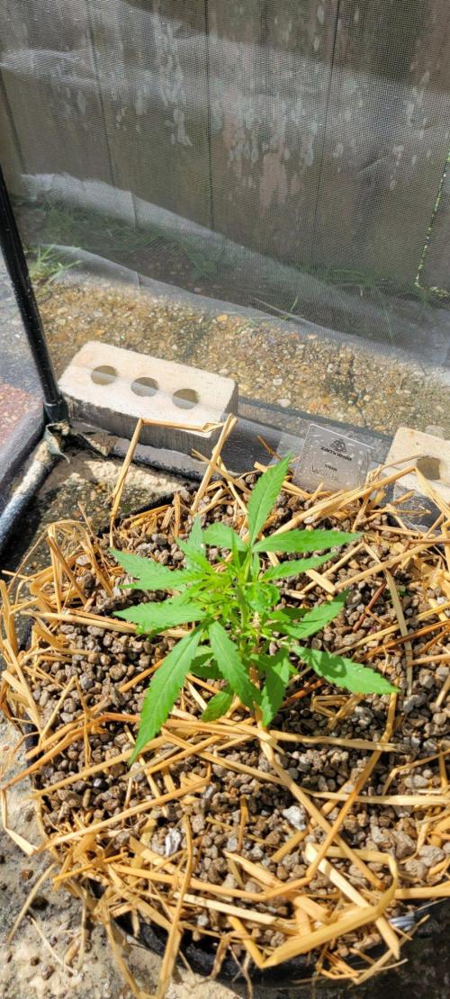Wurlz F1-Zamnesia. Week 4