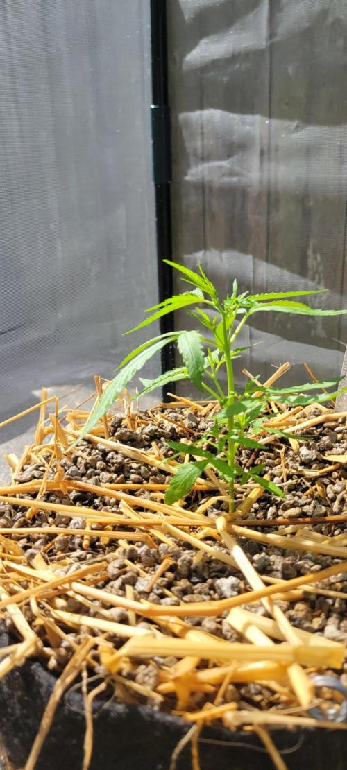 Wurlz F1-Zamnesia. Week 4
