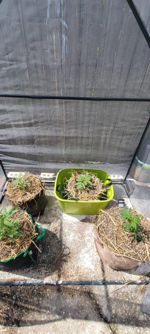 Wurlz F1-Zamnesia. Week 4