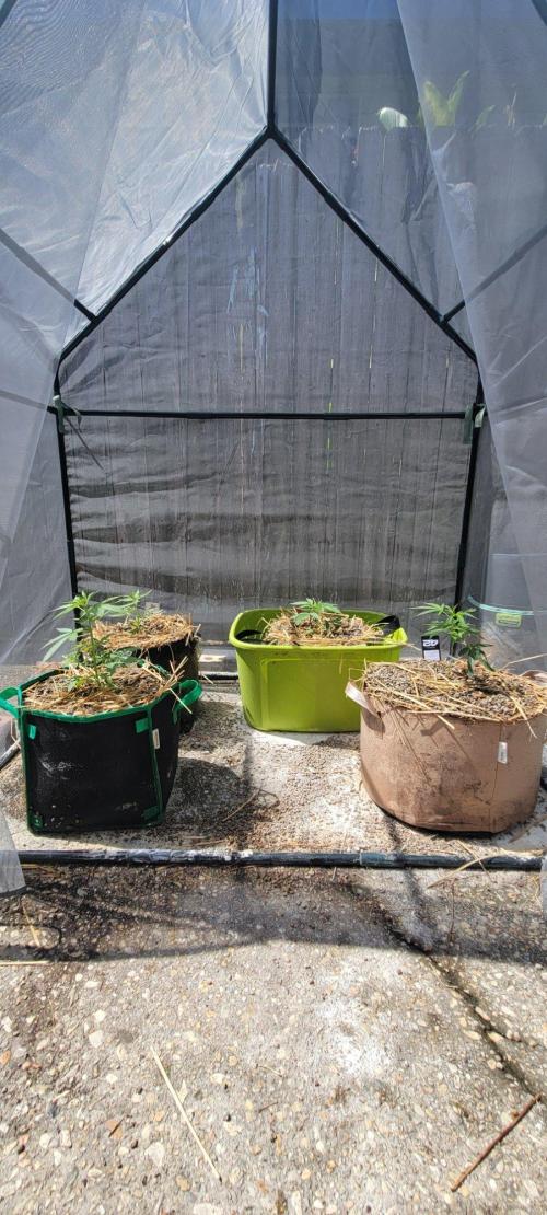 Wurlz F1-Zamnesia. Week 4