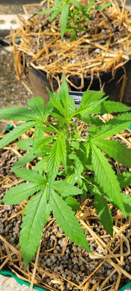 Banana Frost-Fastbuds. Week 4