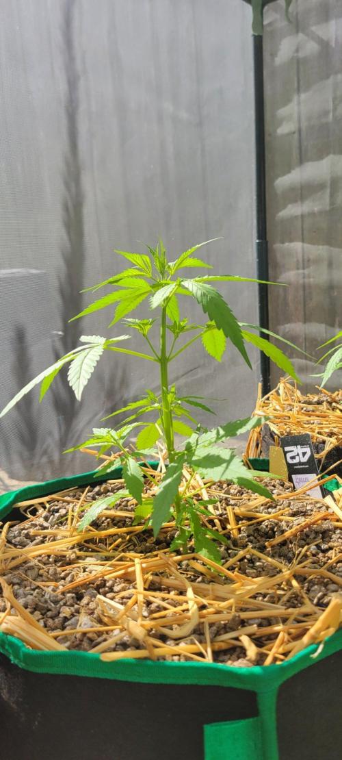 Banana Frost-Fastbuds. Week 4