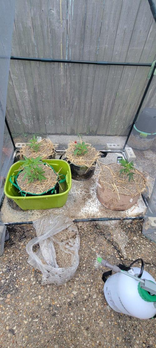 Banana Frost-Fastbuds. Week 4