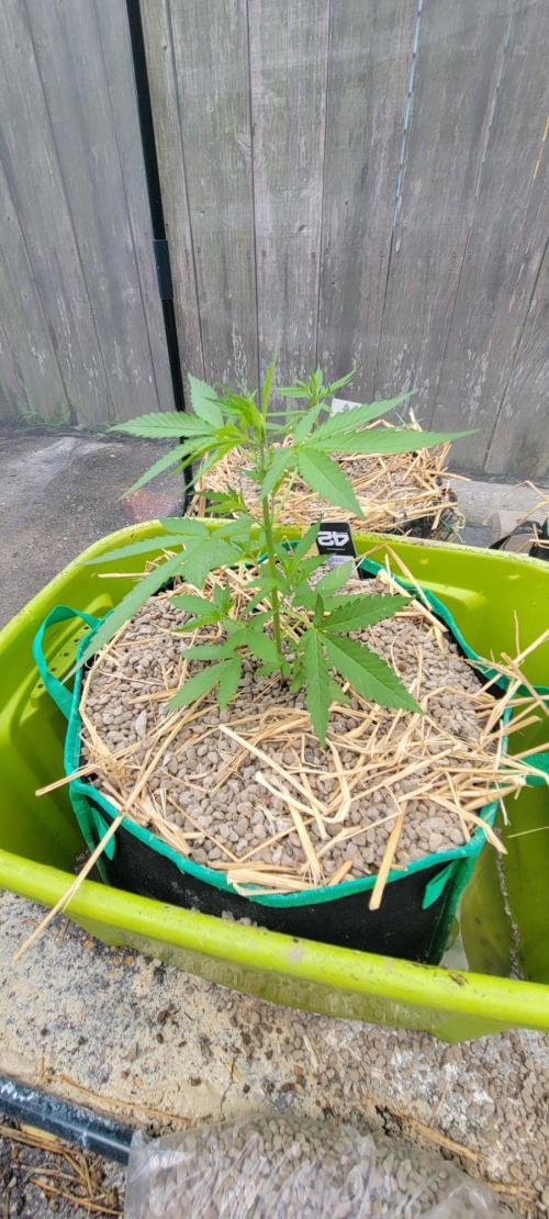 Banana Frost-Fastbuds. Week 4