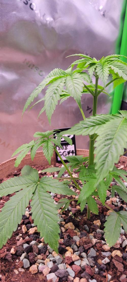 Zkittles X Chama!-Ethos. Week 4
