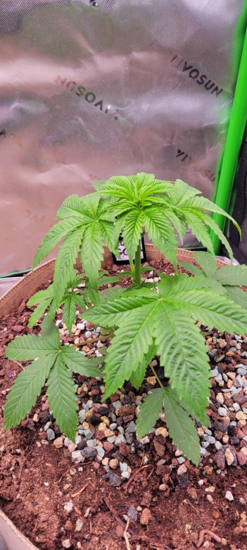 Zkittles X Chama!-Ethos. Week 4