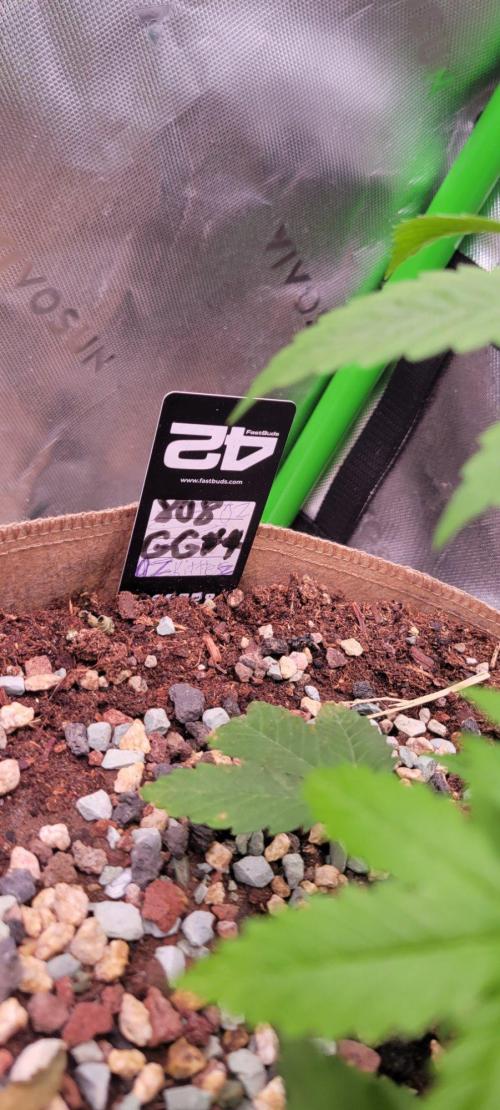 Zkittles X Chama!-Ethos. Week 4