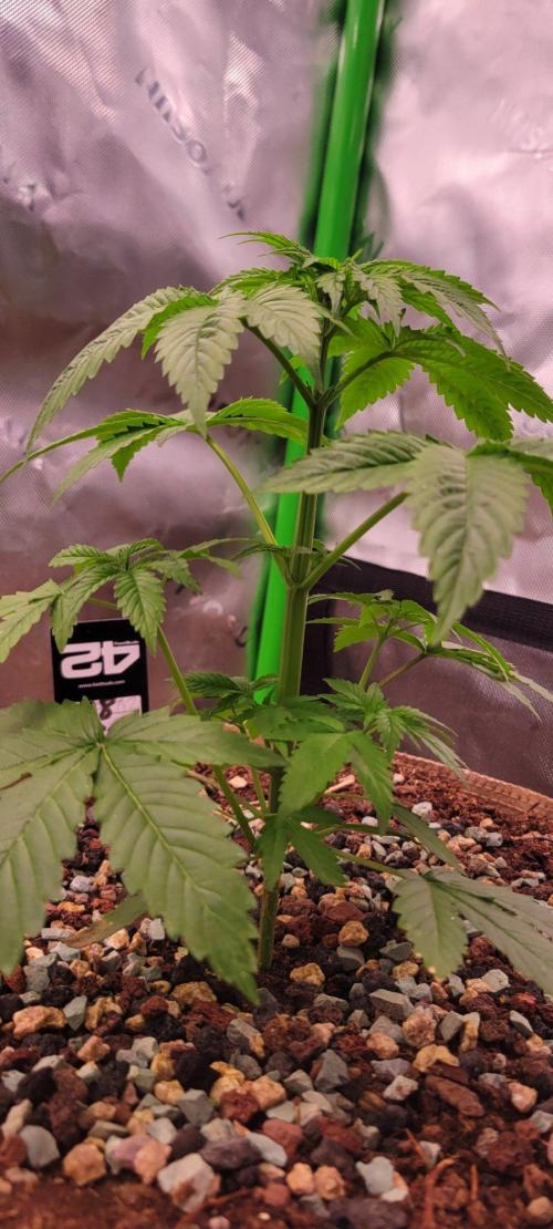 Zkittles X Chama!-Ethos. Week 4
