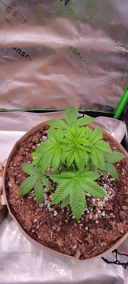 Zkittles X Chama!-Ethos. Week 4