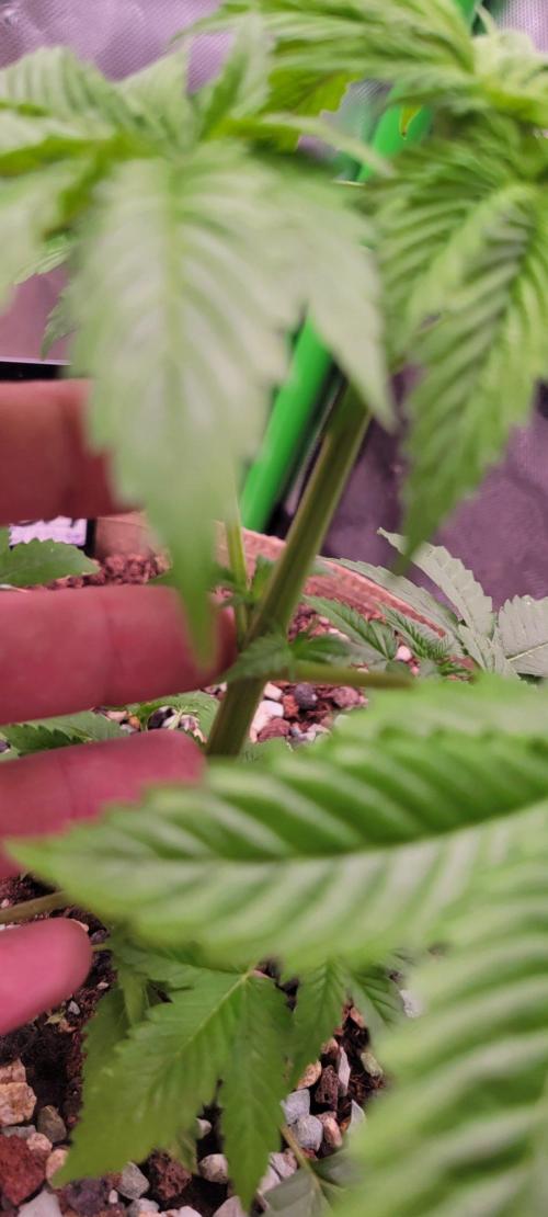Zkittles X Chama!-Ethos. Week 4