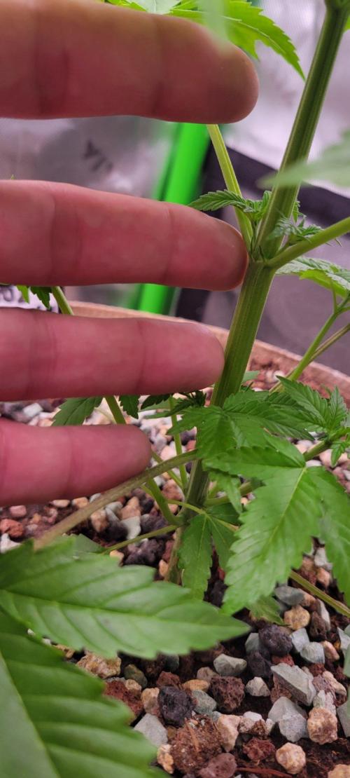 Zkittles X Chama!-Ethos. Week 4