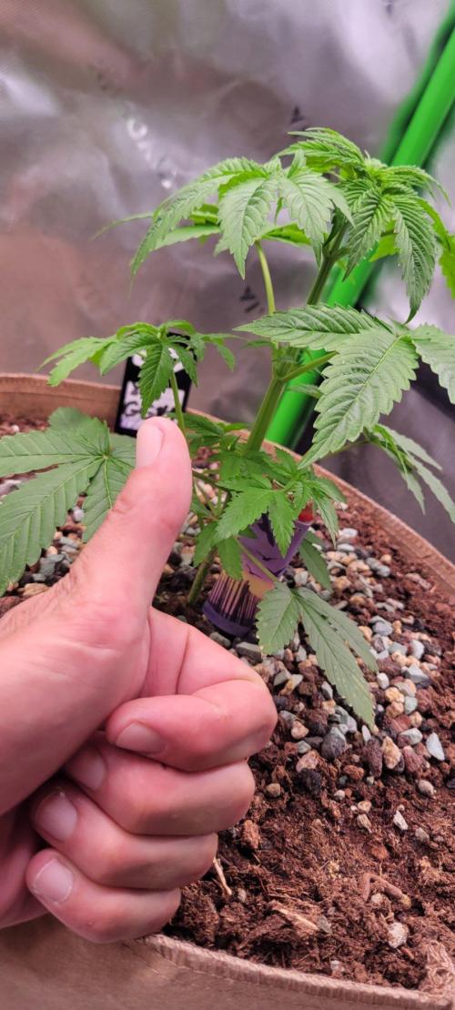 Zkittles X Chama!-Ethos. Week 4