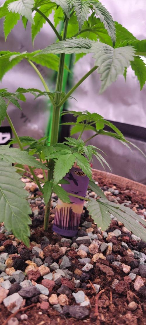 Zkittles X Chama!-Ethos. Week 4