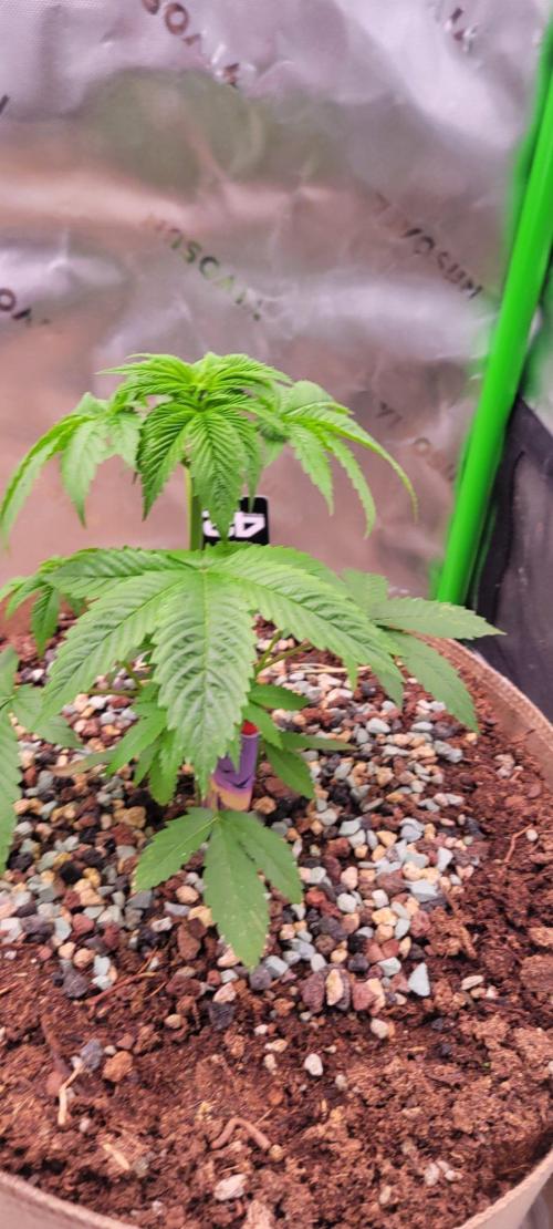Zkittles X Chama!-Ethos. Week 4